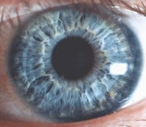 oeil1